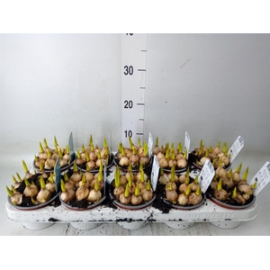 Muscari  'Magic Blue'