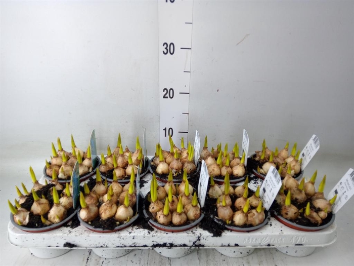 <h4>Muscari  'Magic Blue'</h4>