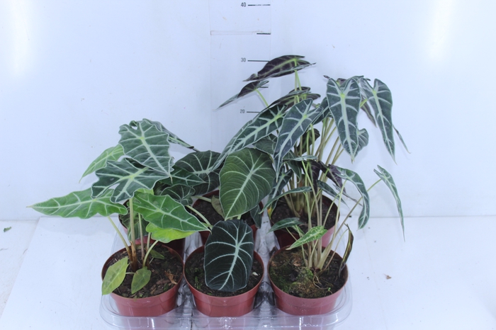 ALOCASIA P12