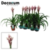 Guzmania Candy (Decorum)