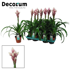 Guzmania Candy (Decorum)