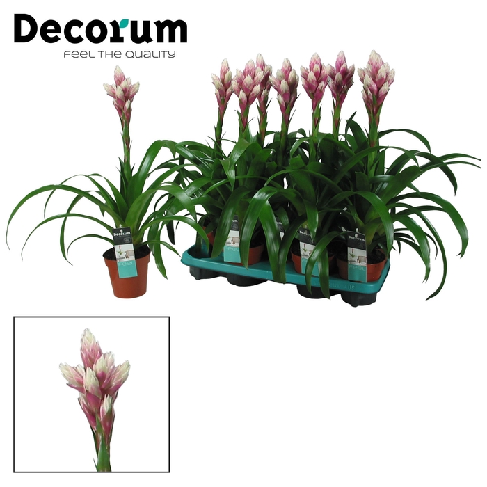 <h4>Guzmania Candy (Decorum)</h4>