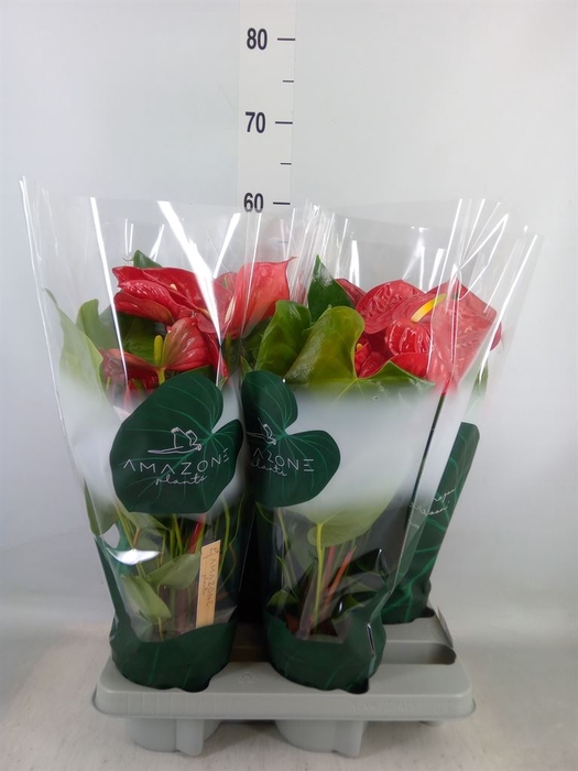 <h4>Anthurium andr. 'Nevada'</h4>