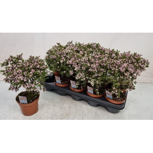 Thryptomene Saxicola