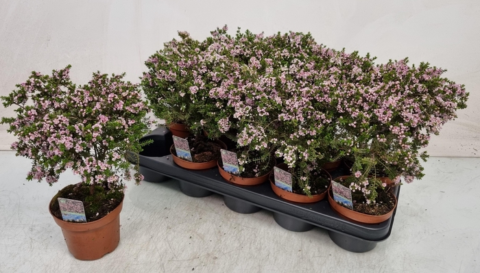 <h4>THRYPTOMENE SAXICOLA</h4>