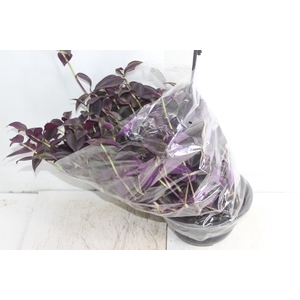 TRADESCANTIA ZEBRINA C21 ROXO