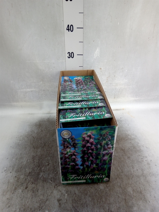 <h4>Fritillaria  ...flowerbulbs</h4>