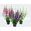 ANGELONIA P14 VARIADO