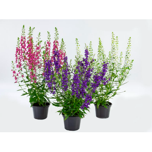 ANGELONIA P14 VARIADO