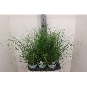 Pennisetum alopecuroides 'Hameln'