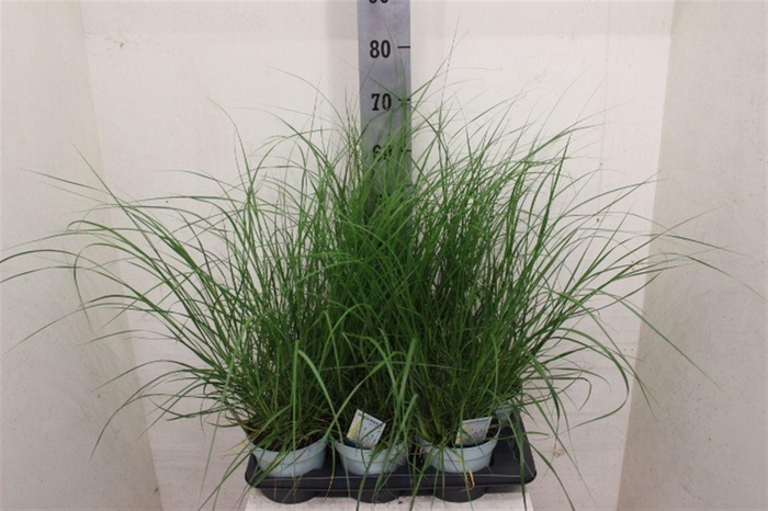 <h4>Pennisetum alopecuroides 'Hameln'</h4>