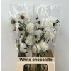 CENTAU WHITE CHOCOLATE ARTISTIEK