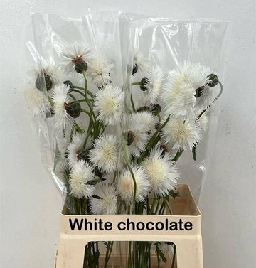 CENTAU WHITE CHOCOLATE ARTISTIEK
