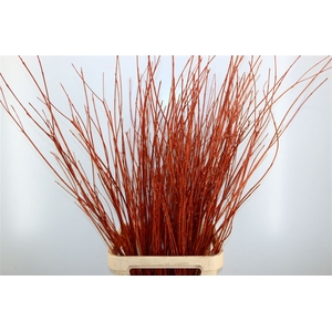 Dried Cornus 20pcs Bronze Bunch