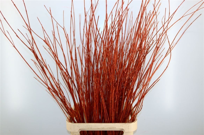 Dried Cornus 20pcs Bronze Bunch