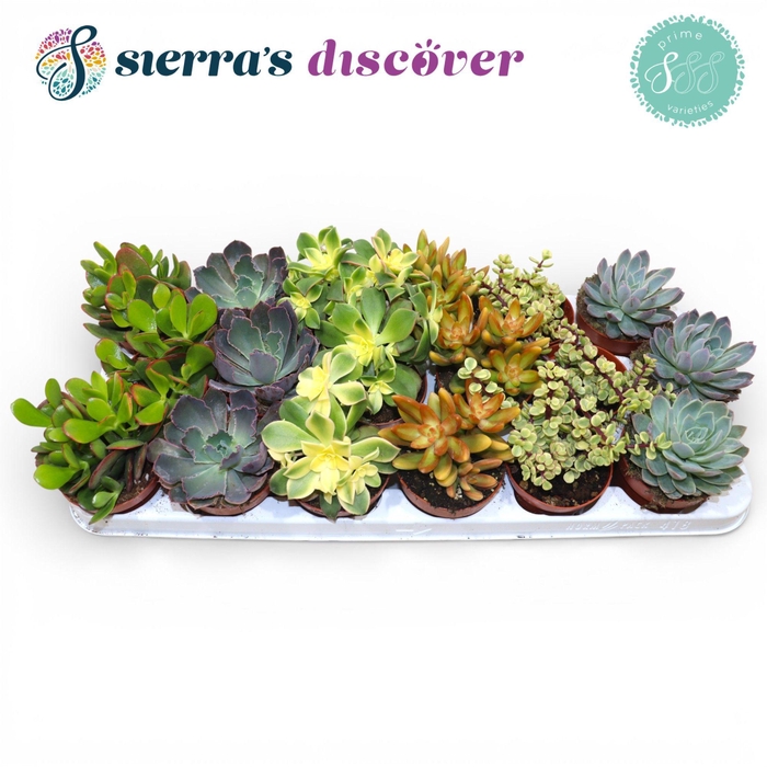 <h4>Discover® - Valencia Succulent MIx (Prime)</h4>