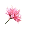 Nerine Pink