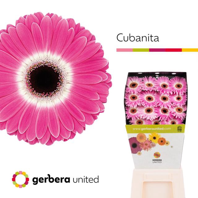 <h4>Gerbera diamond cubanita</h4>
