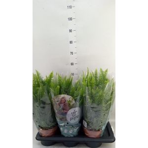 Nephrolepis exal. 'Green Lady'