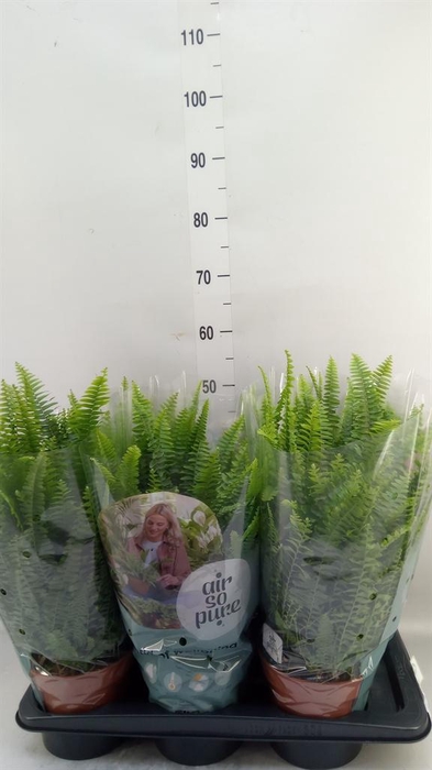 <h4>Nephrolepis exal. 'Green Lady'</h4>