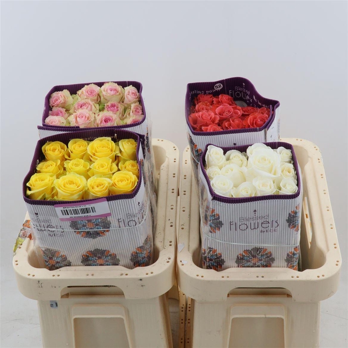 <h4>Rosa gr Mix</h4>