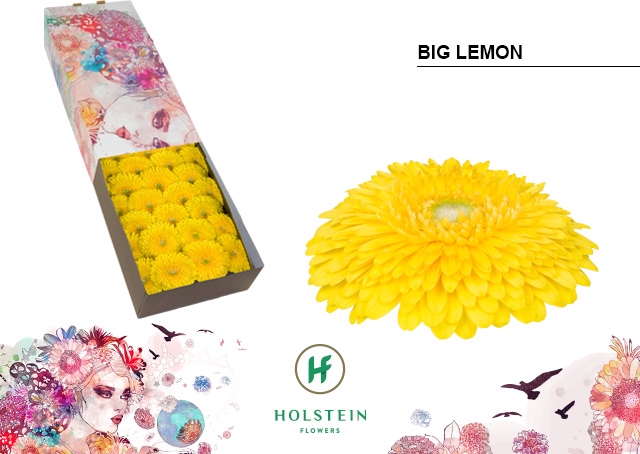 <h4>Ge Gb Doos Gerponi Big Lemon</h4>