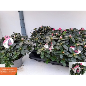 RHODO SI ROSE VOGEL