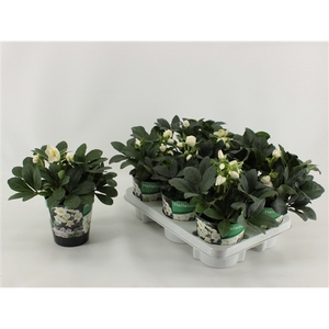 Helleborus Christmas Carol Special Cup 12