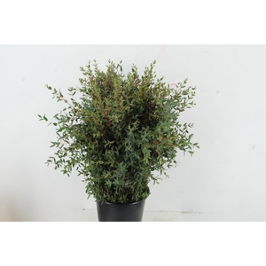 EUC PARVIFOLIA 300GR