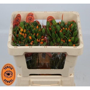 Ornit Dubium Sunshine Yonash