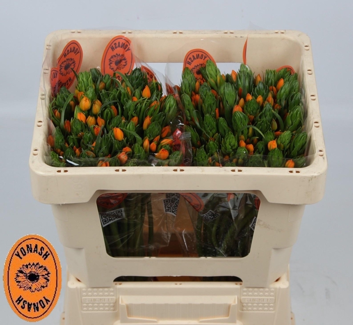 <h4>ORNIT DB SUNSHINE</h4>