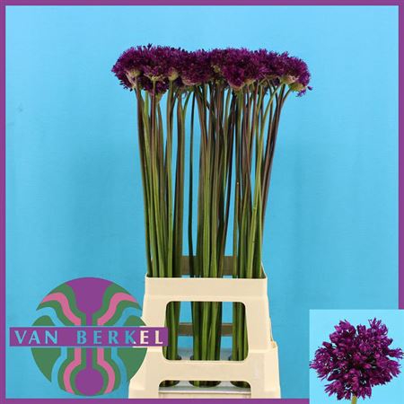 Allium Purple Sens 80cm
