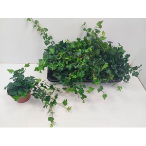 Hedera helix Wonder 13Ø 25cm