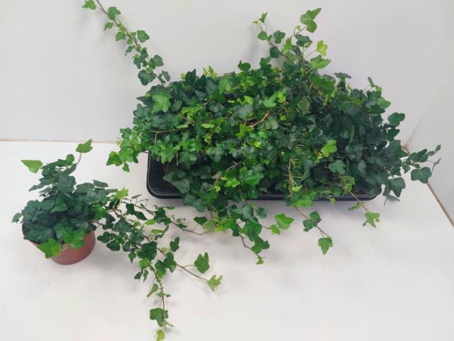 Hedera helix Wonder 13Ø 25cm