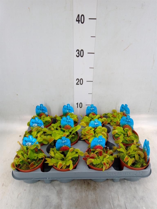 <h4>Dionaea muscipula</h4>