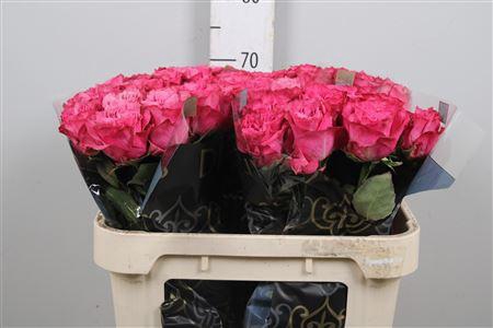 <h4>R Gr Country Blues</h4>