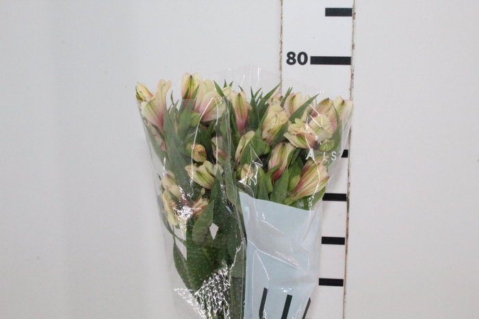 <h4>ALSTROEMERIA DIRTY DANCING 080 CM</h4>