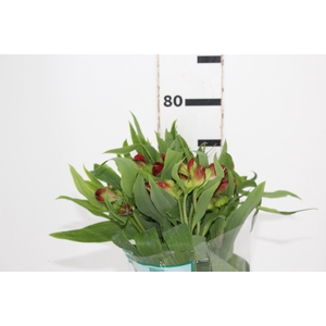 ALSTROEMERIA ANGELINA 080 CM
