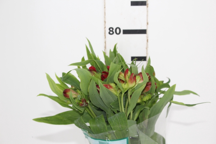 <h4>ALSTROEMERIA ANGELINA 080 CM</h4>