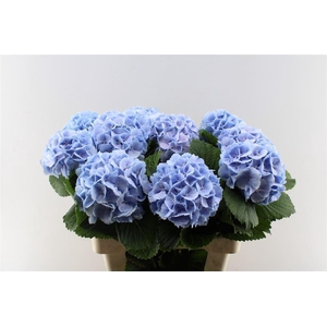 Hydr M Lolly Pop Blue