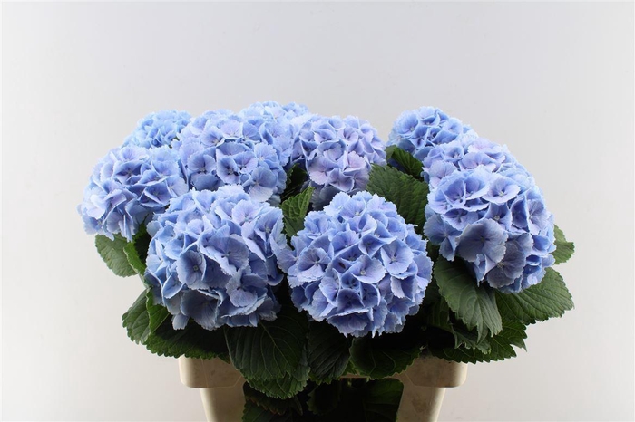 <h4>Hydr M Lolly Pop Blue</h4>