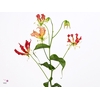Gloriosa Southern Wind Japan