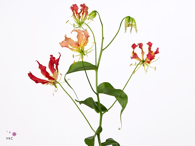 Gloriosa Southern Wind Japan