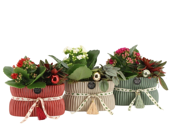<h4>61559: X-mas arrangement</h4>