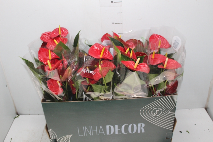 <h4>ANTHURIUM RED SUCCESS P15 PREMIUM</h4>