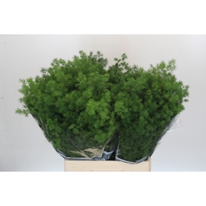 Asparagus Umbellatus