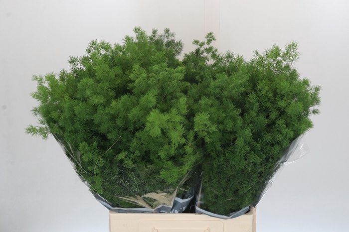 <h4>Asparagus Umbellatus</h4>