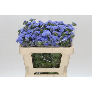 AGER H BLUE PLANET