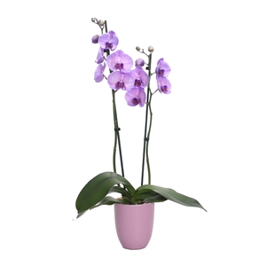 Hugo Lavender Phal I Am Purple Heart 2T14+