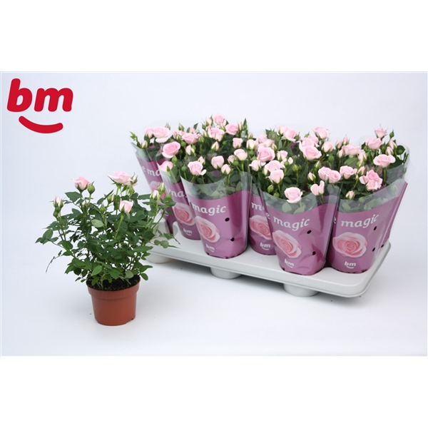 <h4>Rosa Baby Jewel Beau Monde Light Pink (10,5 cm)</h4>